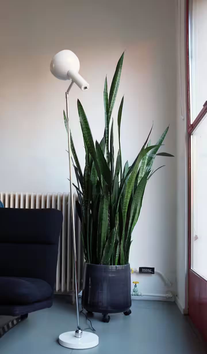 Plant en vloerlamp bij de radiator